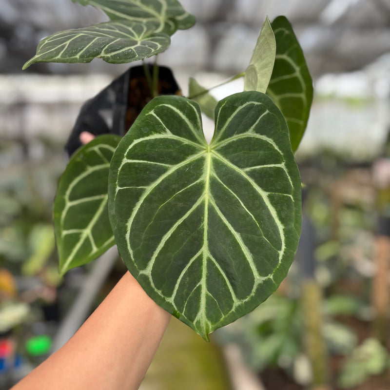 FS57-10	Anthurium Papilillaminum x Magnificum