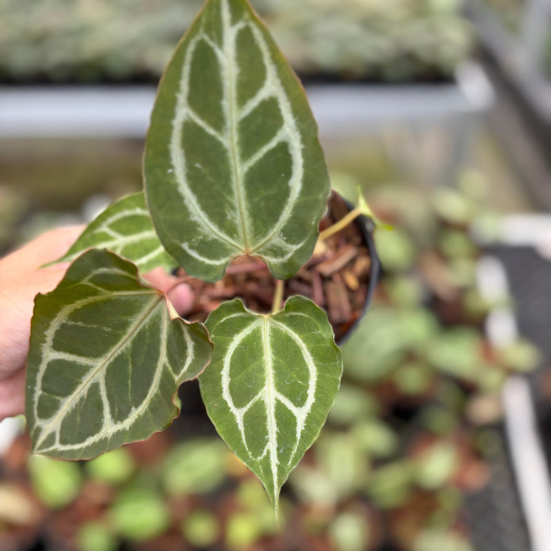 Anthurium Hellboy x Muchlis RC