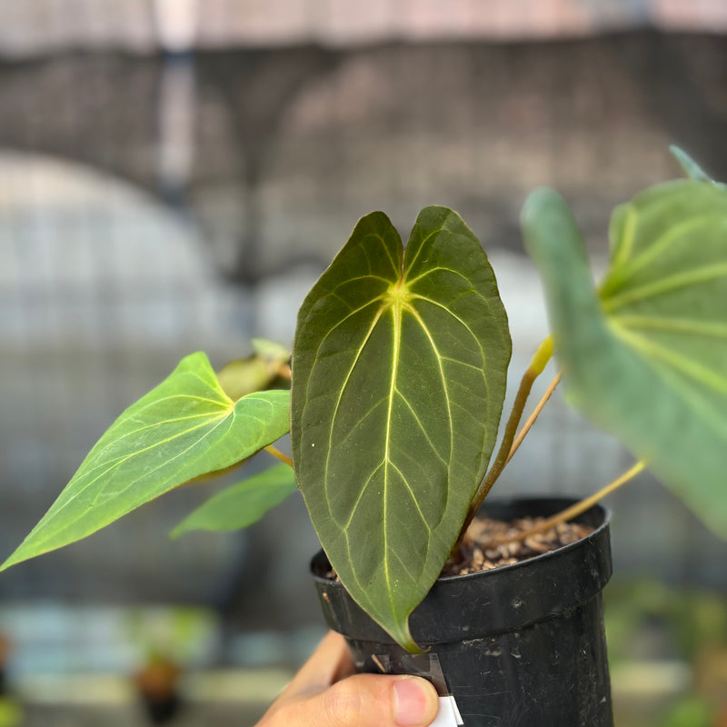 FS52-9 Anthurium Red Spider Selected