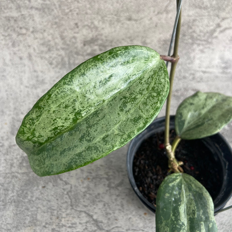 FS12-10 Hoya Macrophylla High Splash