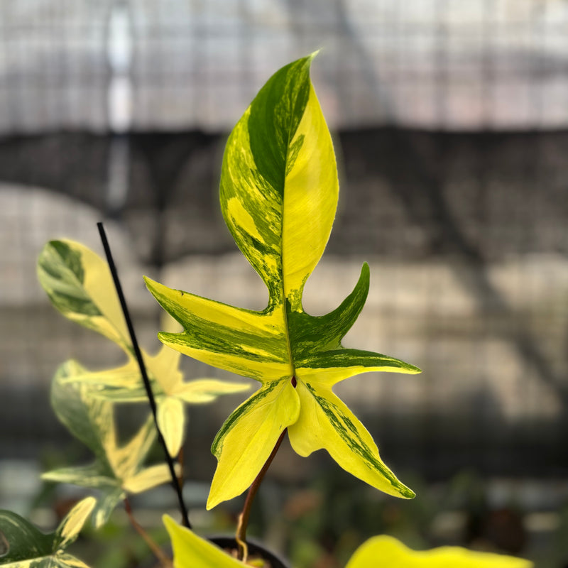 FS71-10 Philodendron Florida Beauty Mature Size