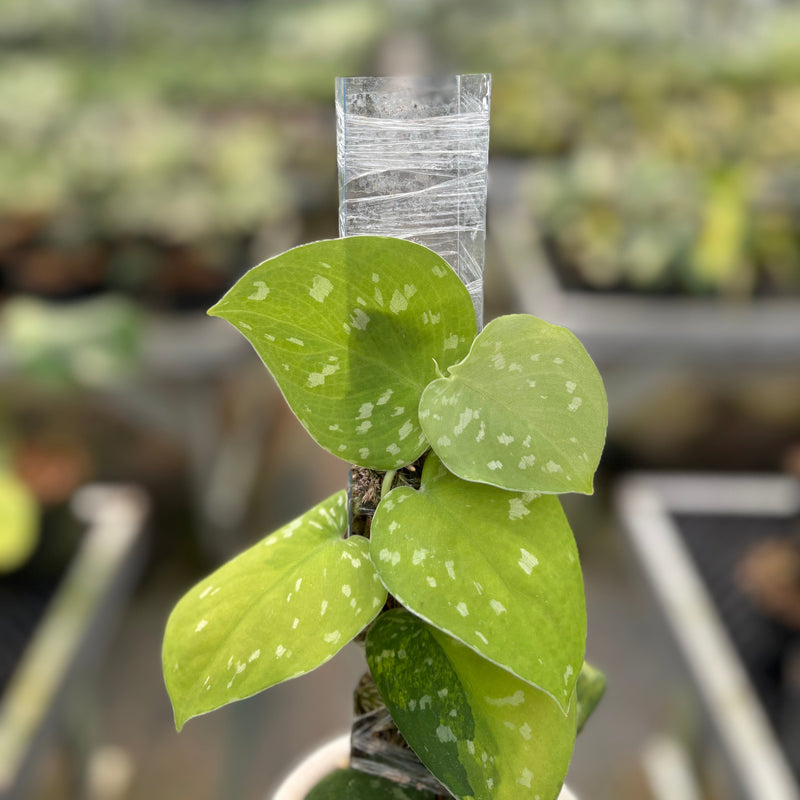 Scindapsus Sentarum