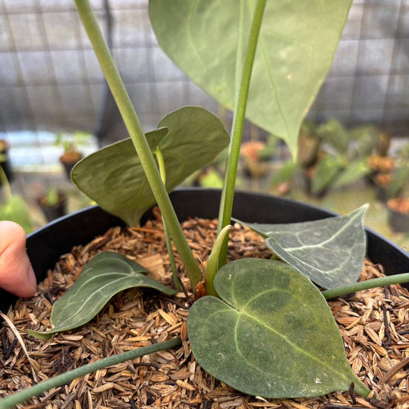 FS58-9 Anthurium Clarinervium Medium Size