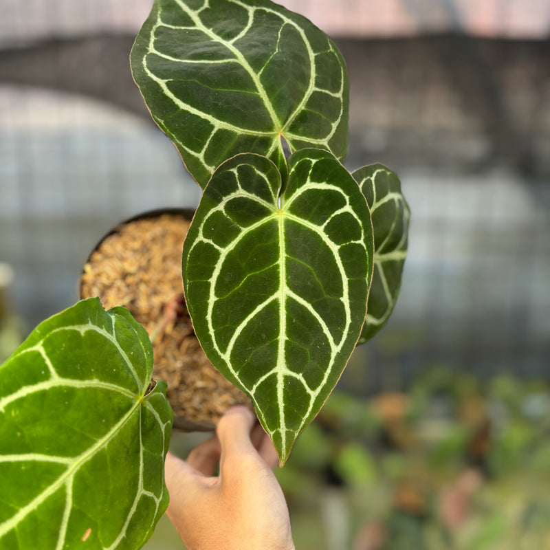FS60-9 Anthurium Crystallinum Red Stem
