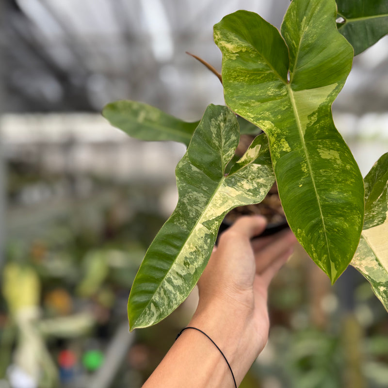 FS55-10	Philodendron Domesticum x Atabaphoense Variegated