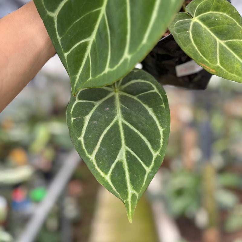 FS57-10	Anthurium Papilillaminum x Magnificum