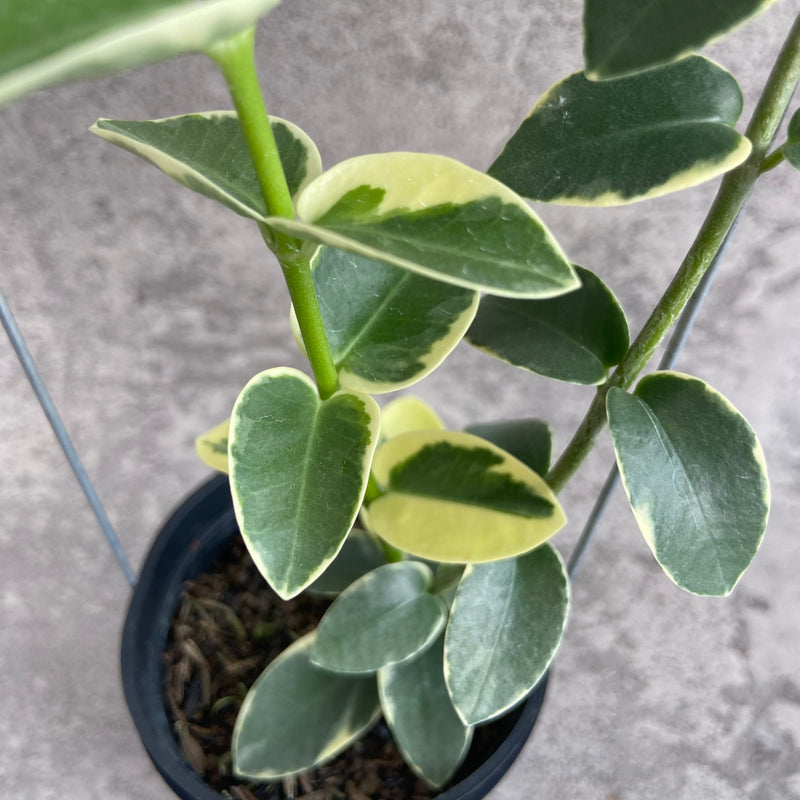 FS10-10 Hoya Cumingiana Albomarginata