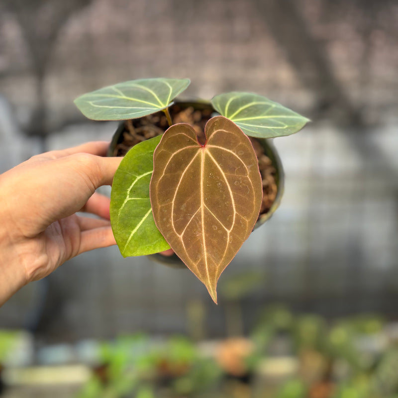 FS48-9 Anthurium King Of Spades