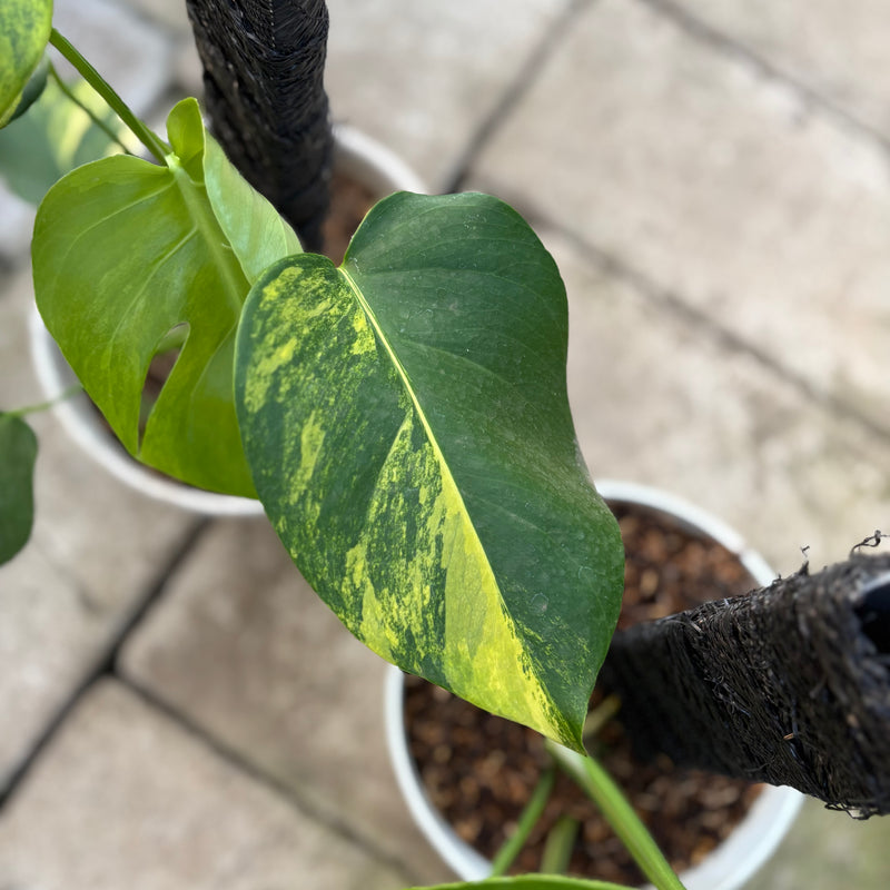 FS73-9 Monstera Yellow Variegated "Marmorata" (2 pcs)