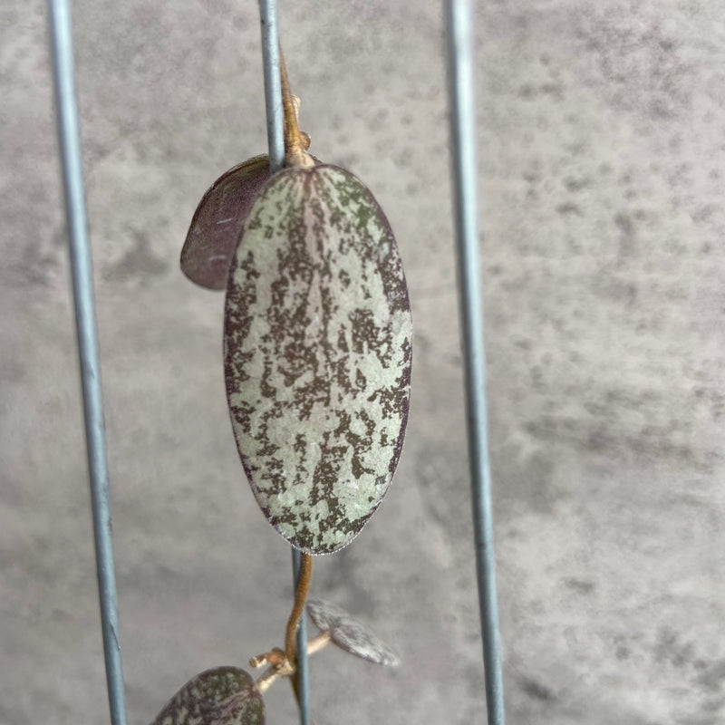 FS15-10 Hoya Sigillatis Silver