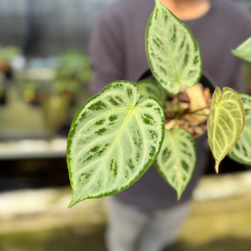 FS49-9 Anthurium Silver Chrome Full Silver (2 pcs)