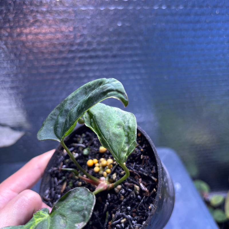 FS79-10 Anthurium Papilillaminum Mutation