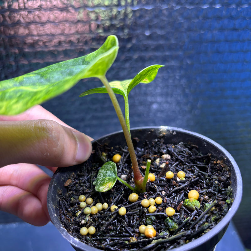 FS77-9 Anthurium KOS x AOS Variegated