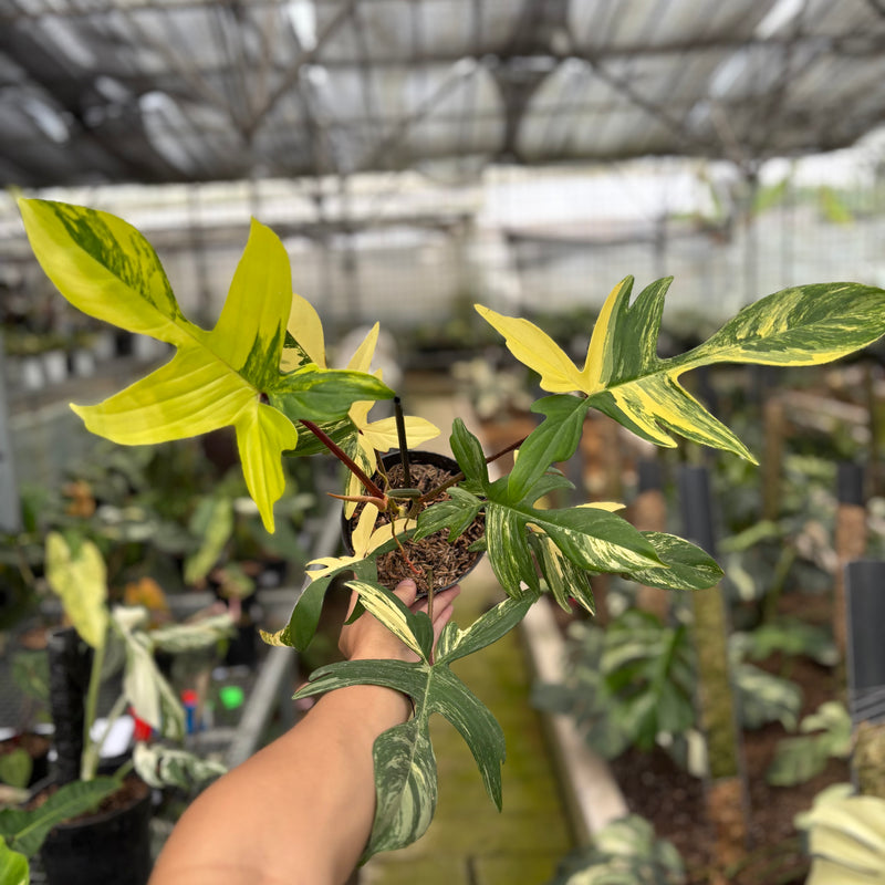 FS59-10	Philodendron Florida Beauty Mature Size
