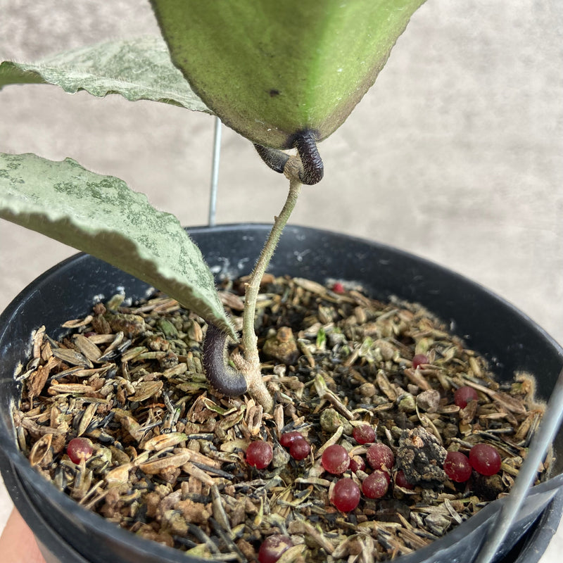 FS6-10 Hoya Caudata Leopard