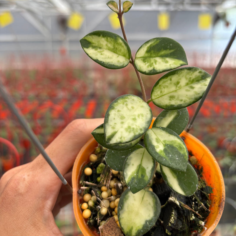 Hoya Mathilde Inner Variegated