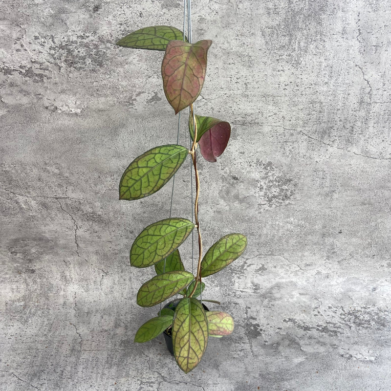 FS22-10 Hoya SP Tanggamus Red