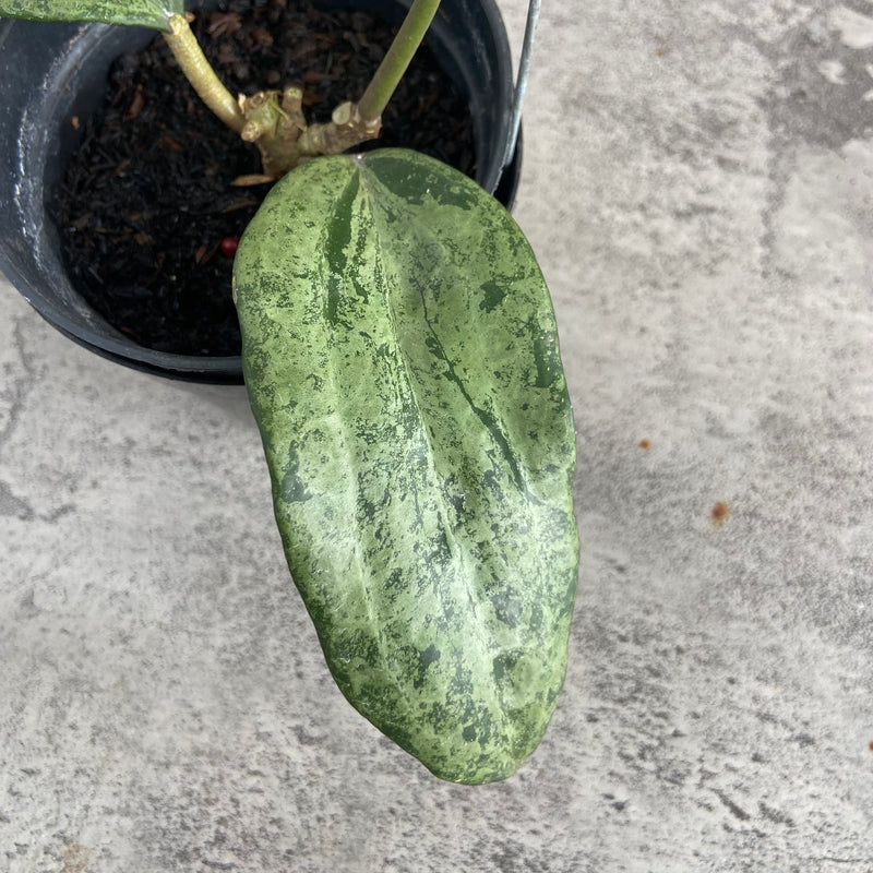 FS12-10 Hoya Macrophylla High Splash