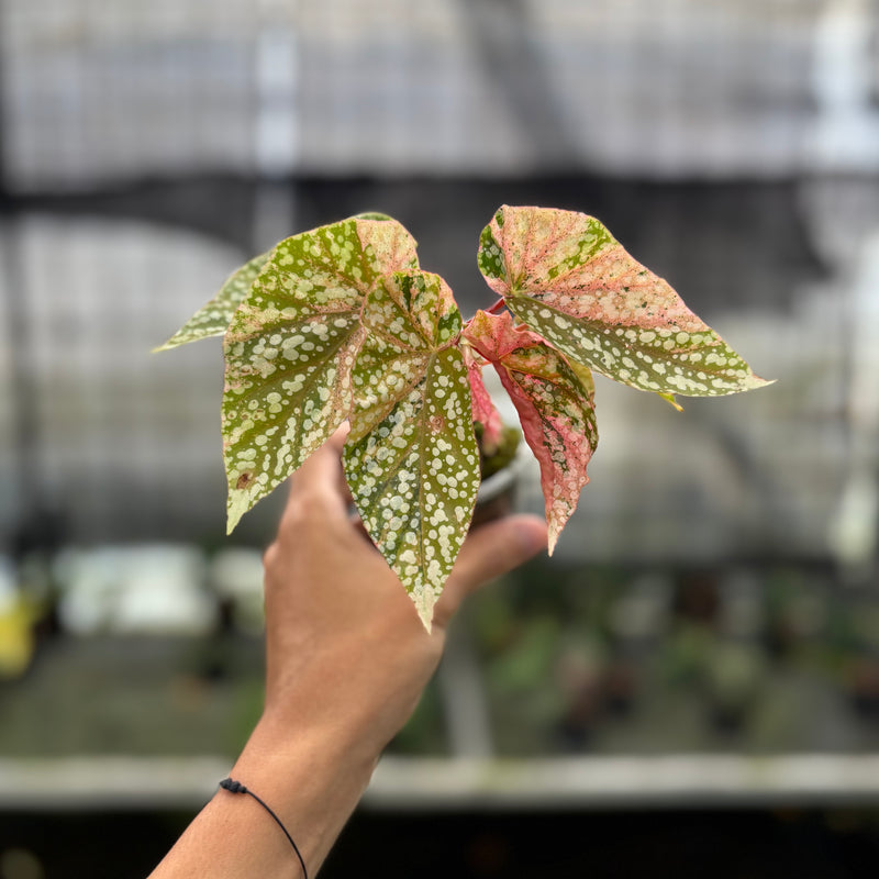 FS50-10	Begonia Snow Capped Variegated