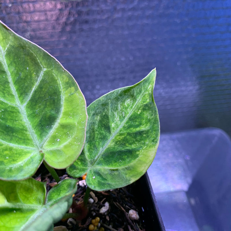 FS68-8 Anthurium Silver Blush x Domino Variegated