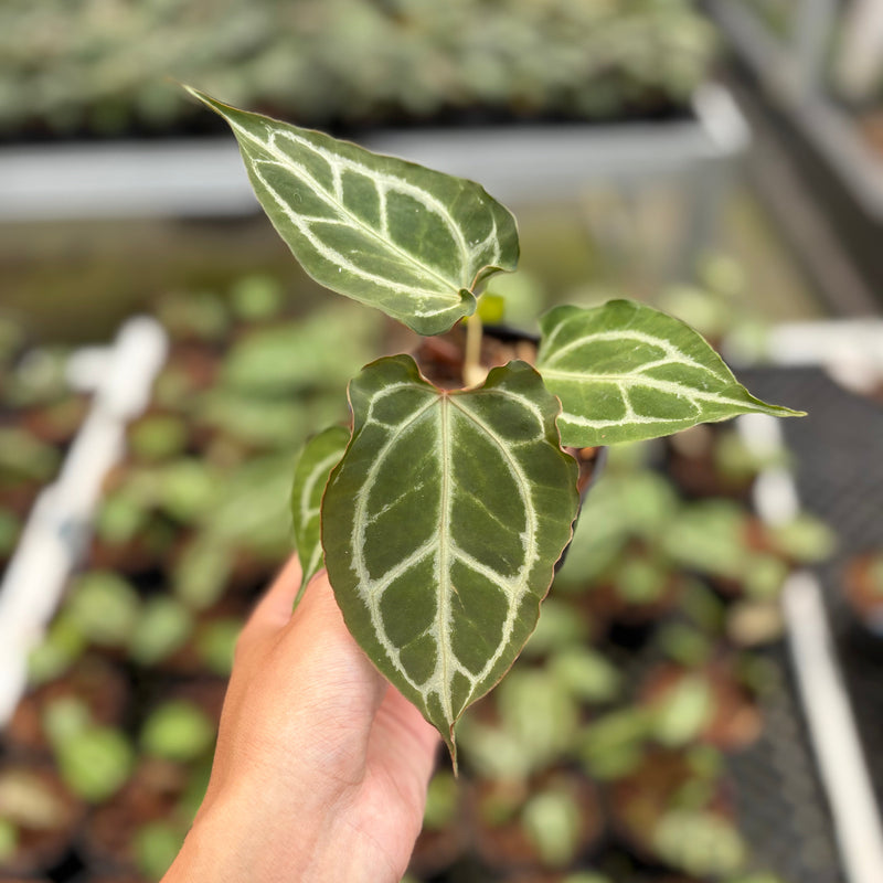 Anthurium Hellboy x Muchlis RC
