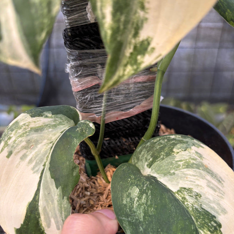 FS45-9 Scindapsus Jade Satin Variegated