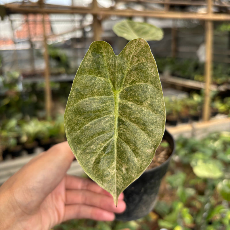 Alocasia Golden Bone Variegated