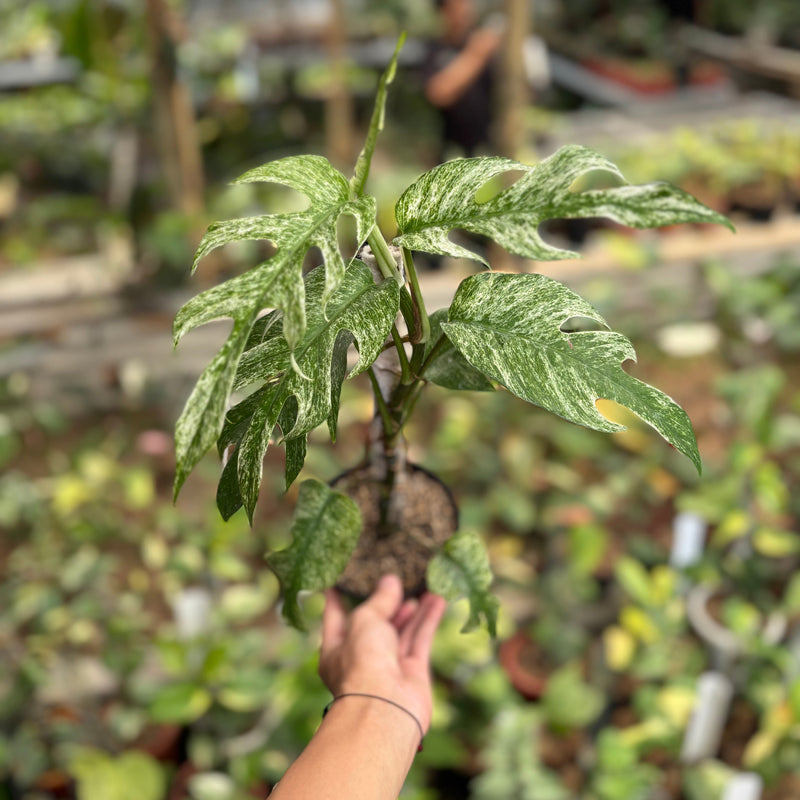 Epipremnum Pinnatum White Dagger