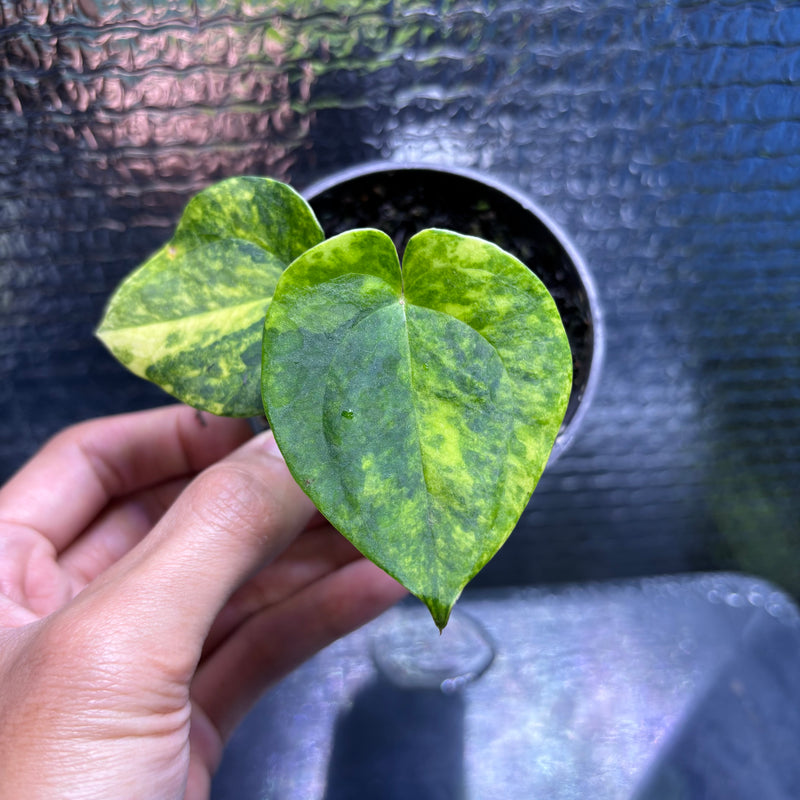FS77-9 Anthurium KOS x AOS Variegated