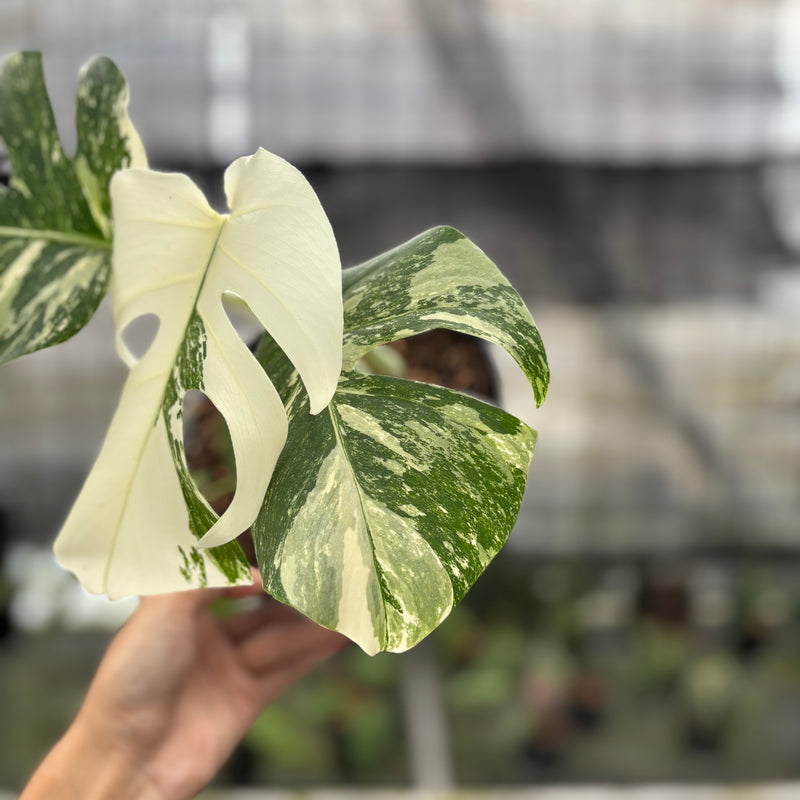 FS47-10	Monstera Albo White Tiger Variegated