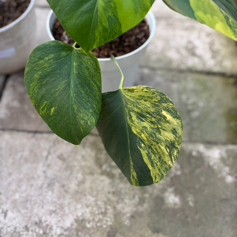 FS73-9 Monstera Yellow Variegated "Marmorata" (2 pcs)