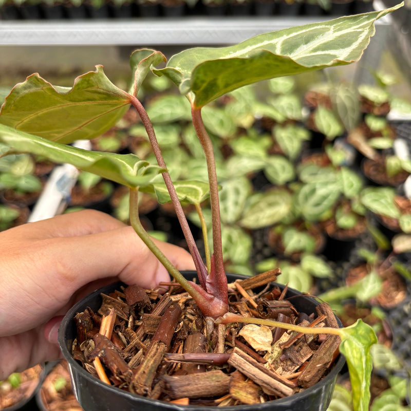 Anthurium Hellboy x Muchlis RC