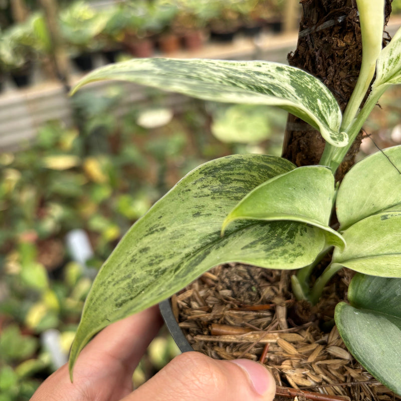 Scindapsus Superstar