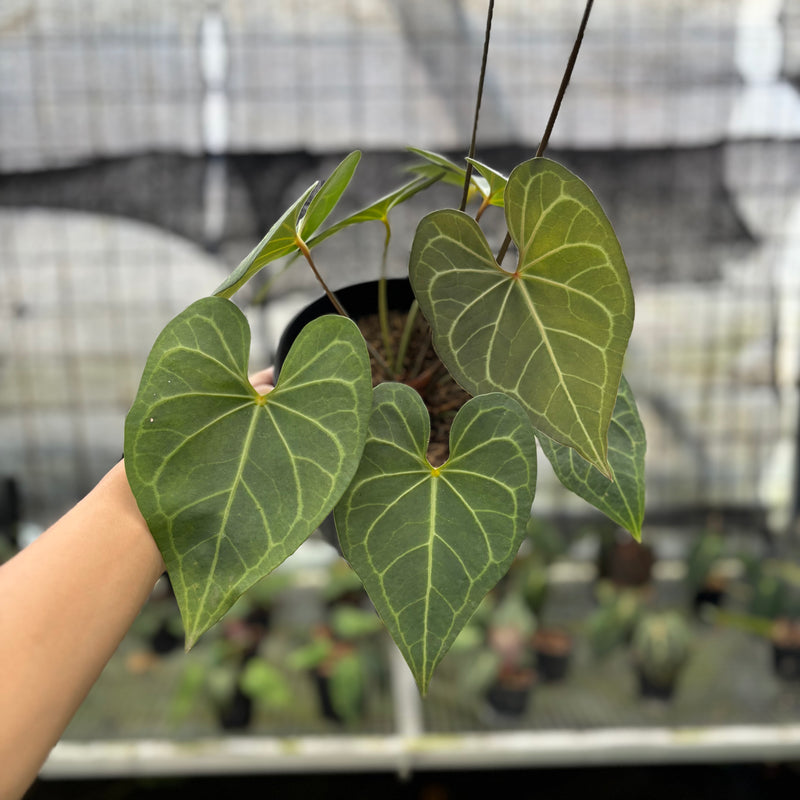 FS48-10	Anthurium Clarinervium Hybrid