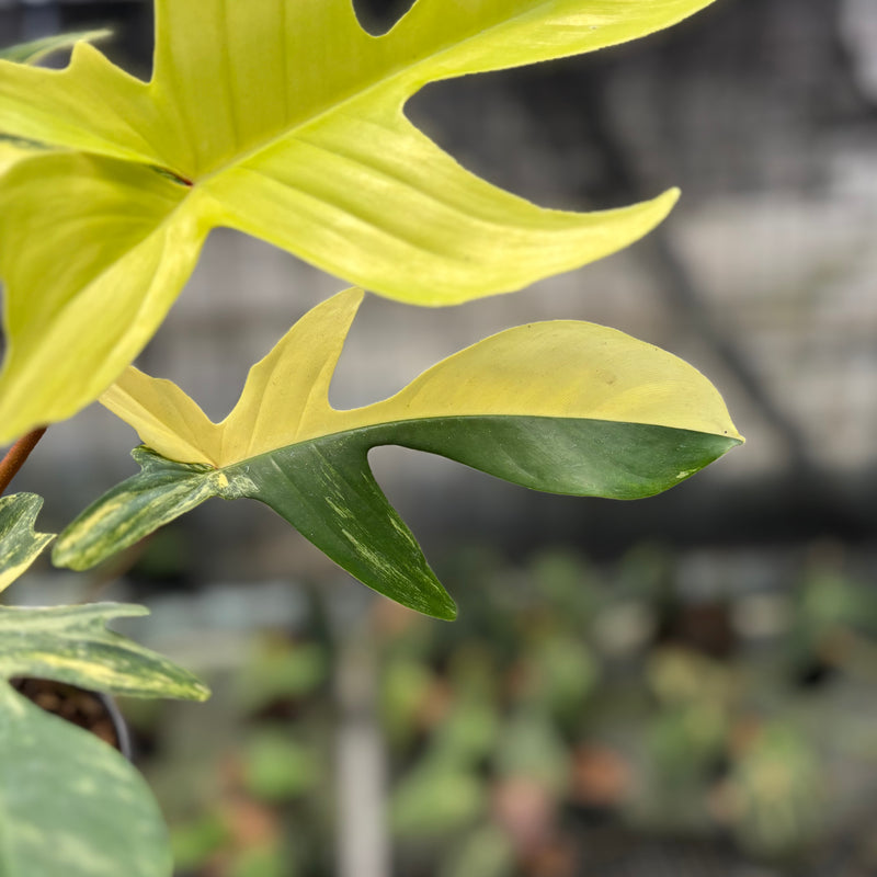 FS71-10 Philodendron Florida Beauty Mature Size