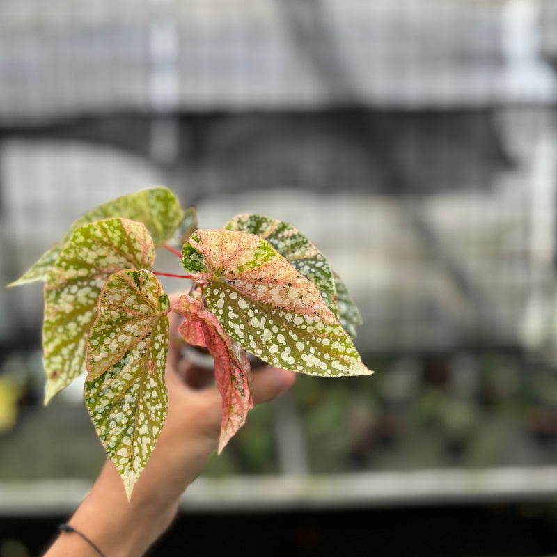 FS50-10	Begonia Snow Capped Variegated