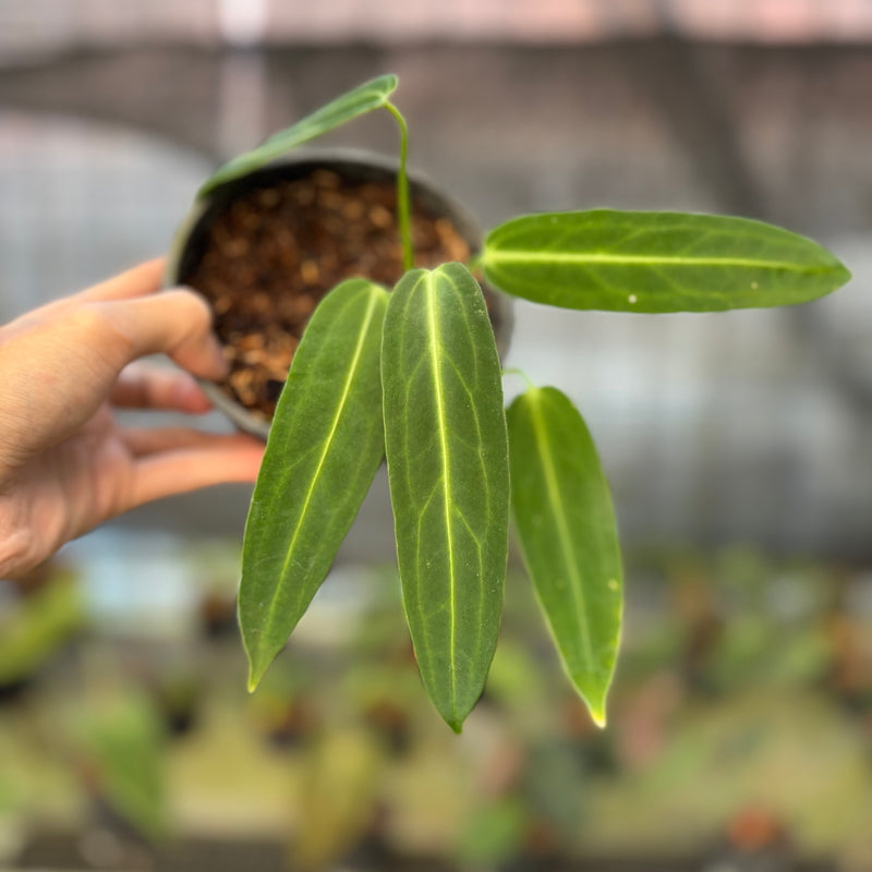 FS70-9 Anthurium Warocqueanum