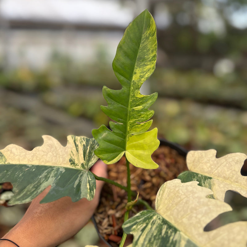 Philodendron Distantilobum x Florida Beauty