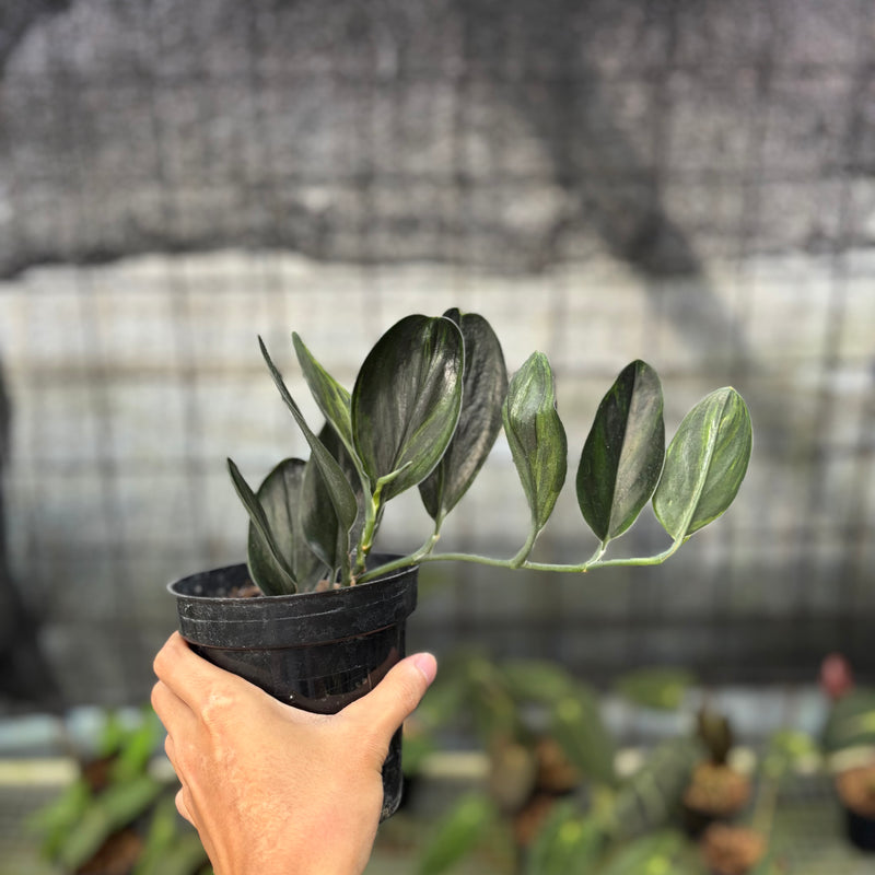FS44-9 Scindapsus Treaubi Black Variegated