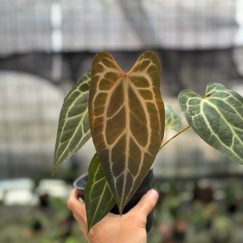 FS44-10	Anthurium BVIT x Zara Michelle