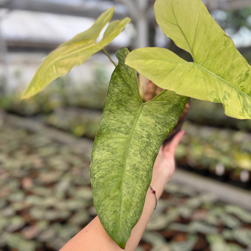 Philodendron Paraiso Verde Variegated