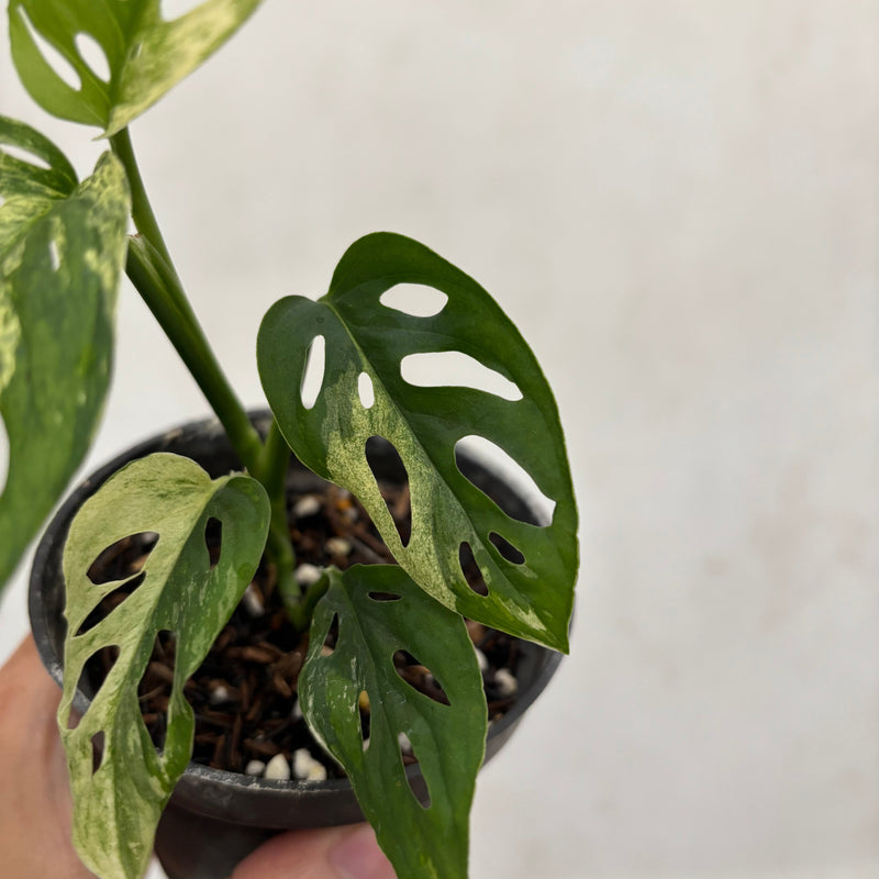 Monstera Blanchetii Variegated
