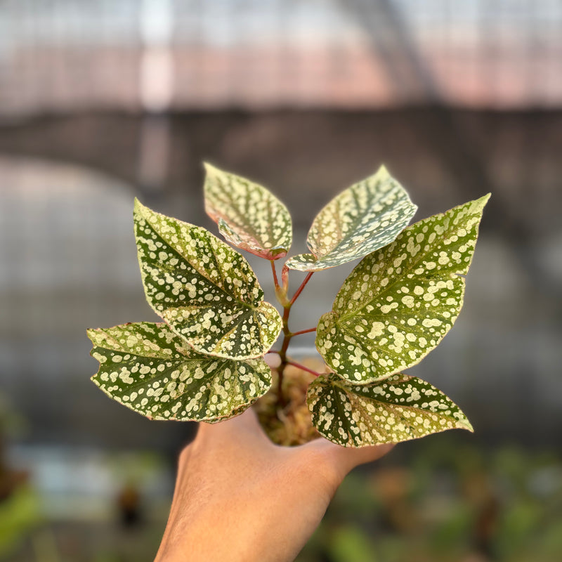 FS63-9 Begonia Snow Capped Variegated