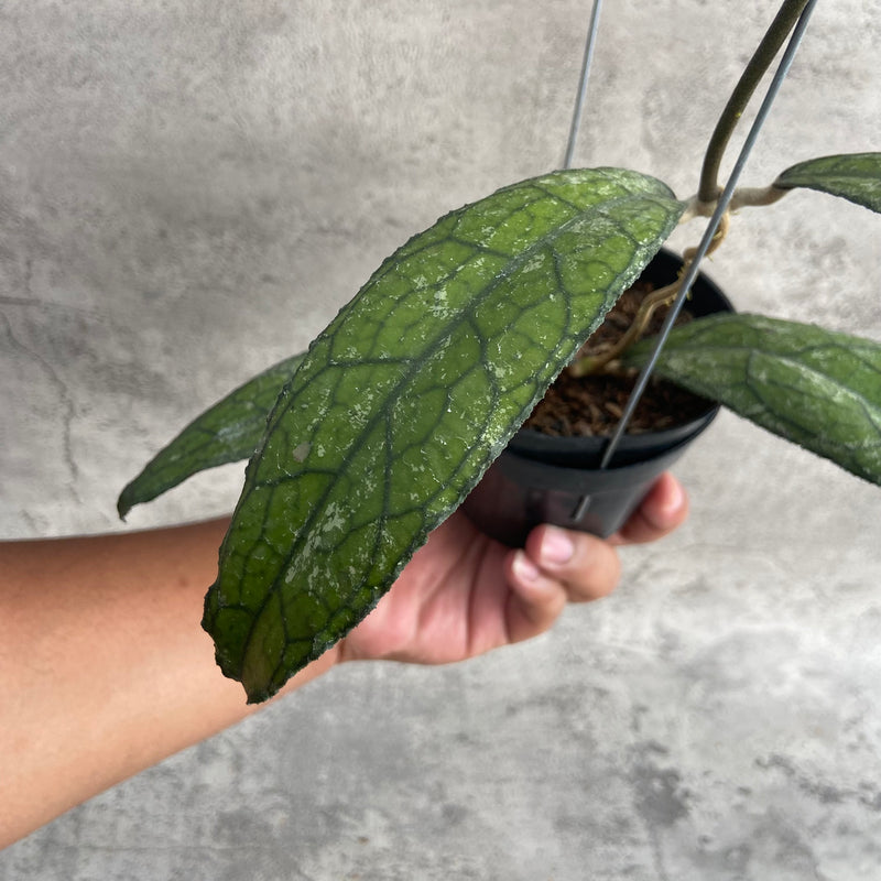 FS8-10 Hoya Clemensiorum Borneo Splash