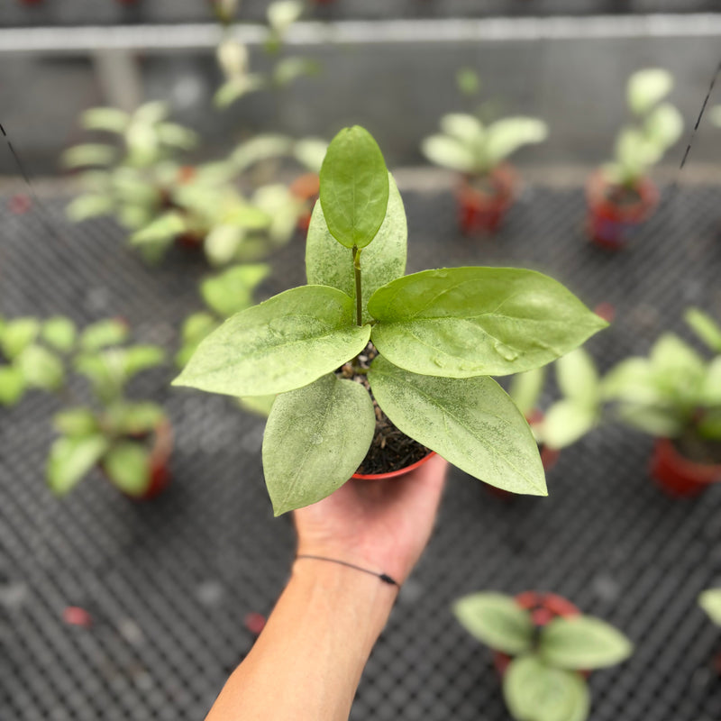 Hoya Elliptica x Glabra "ELLIRA"