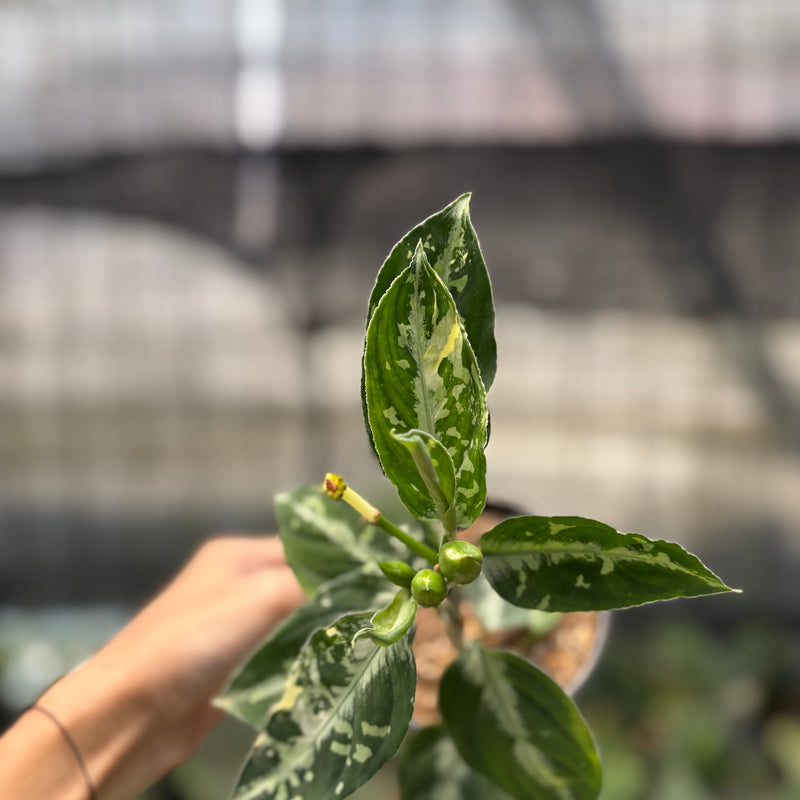FS70-10	Aglaonema Pictum Beecolor Variegated