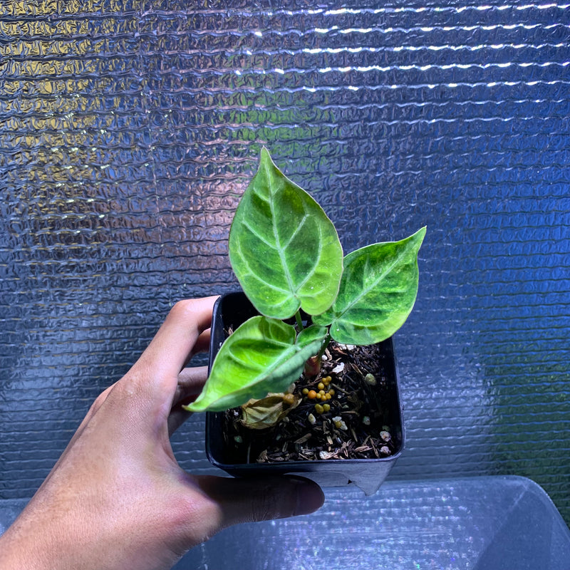 FS68-8 Anthurium Silver Blush x Domino Variegated