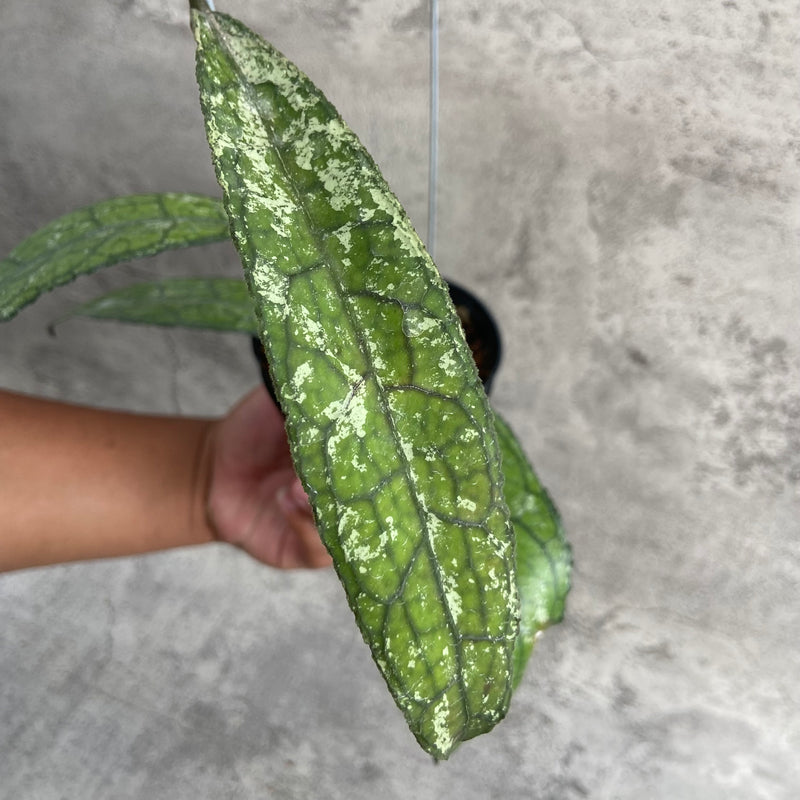 FS8-10 Hoya Clemensiorum Borneo Splash