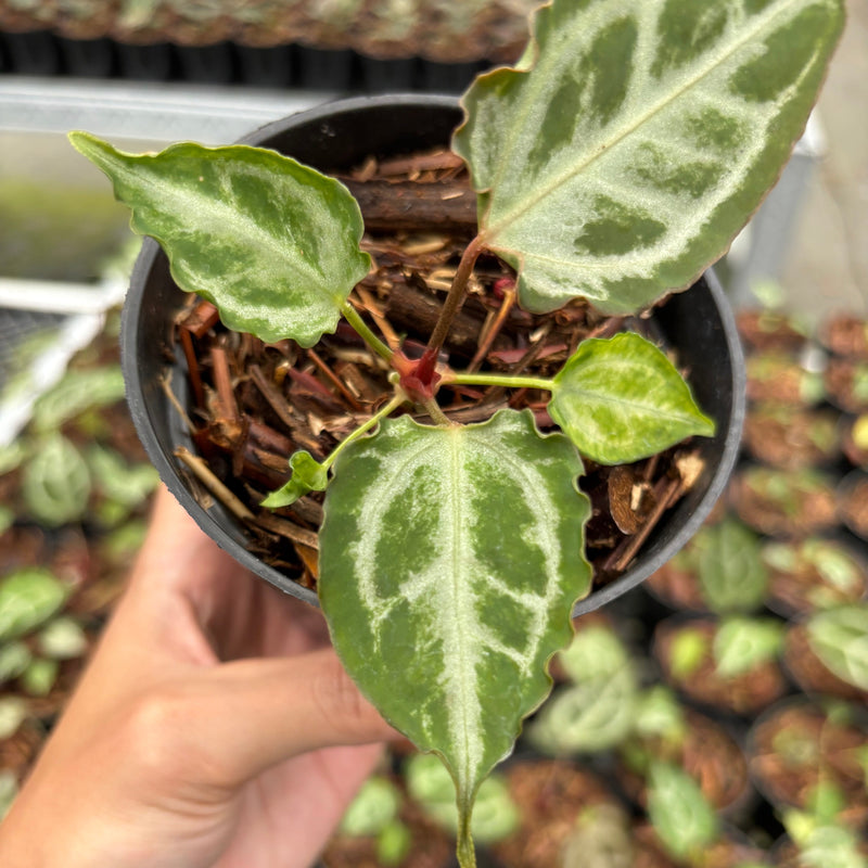 Anthurium Red Crystallinum (HU) 09 x Muchlis RC