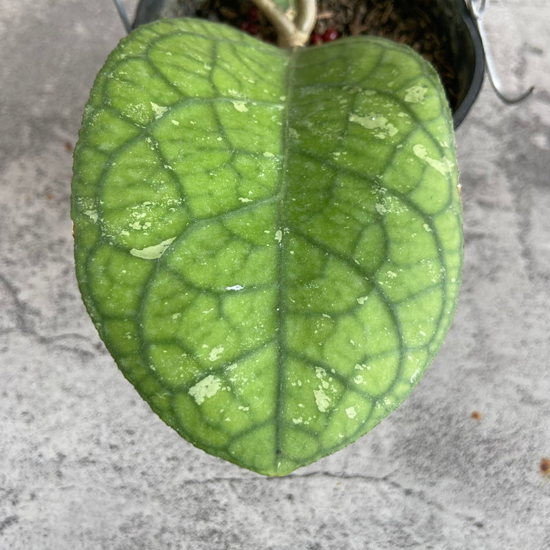 FS19-10 Hoya SP Bengkulu Roundleaf